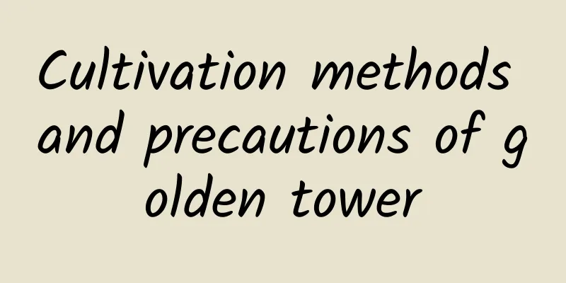 Cultivation methods and precautions of golden tower