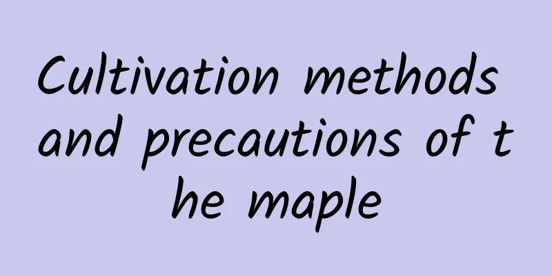 Cultivation methods and precautions of the maple