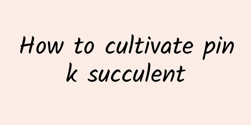 How to cultivate pink succulent