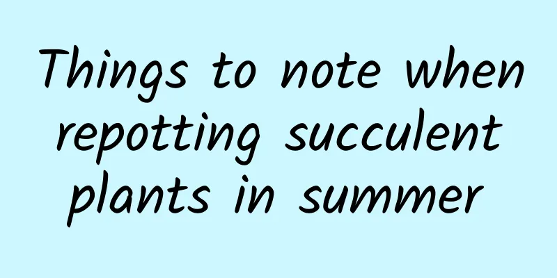 Things to note when repotting succulent plants in summer