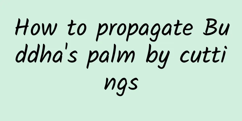 How to propagate Buddha's palm by cuttings