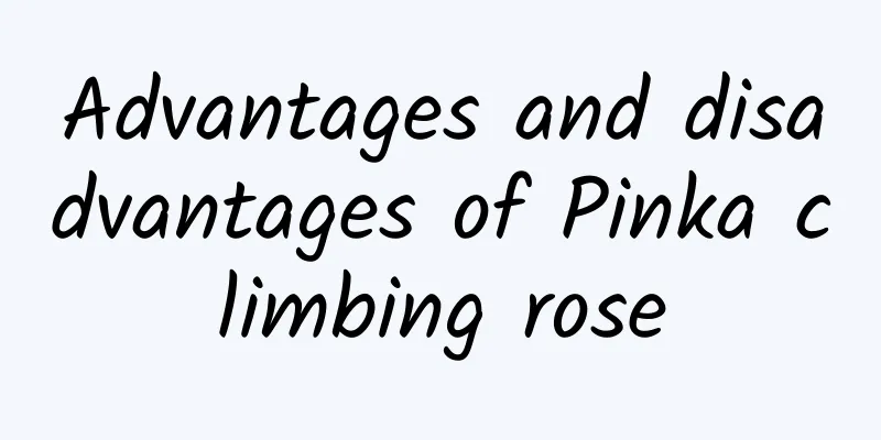 Advantages and disadvantages of Pinka climbing rose
