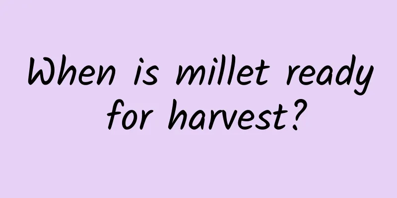 When is millet ready for harvest?