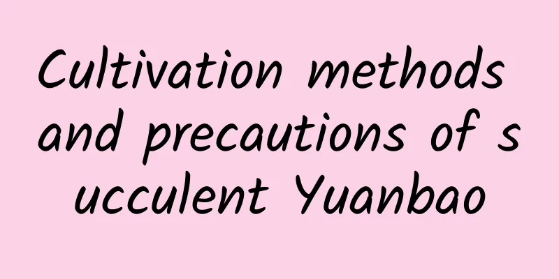 Cultivation methods and precautions of succulent Yuanbao