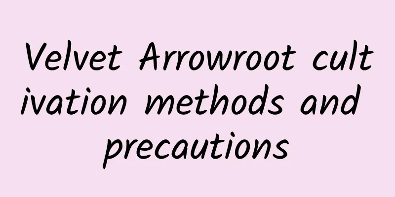 Velvet Arrowroot cultivation methods and precautions