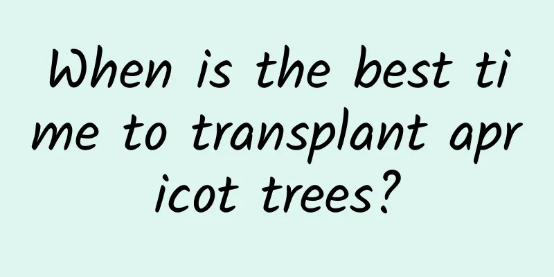 When is the best time to transplant apricot trees?