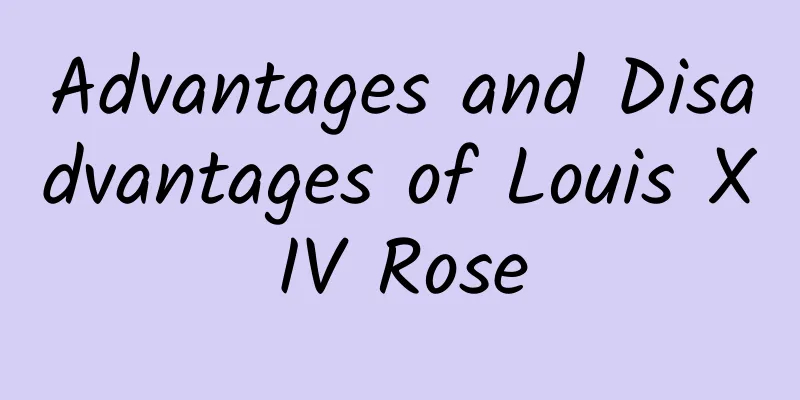 Advantages and Disadvantages of Louis XIV Rose