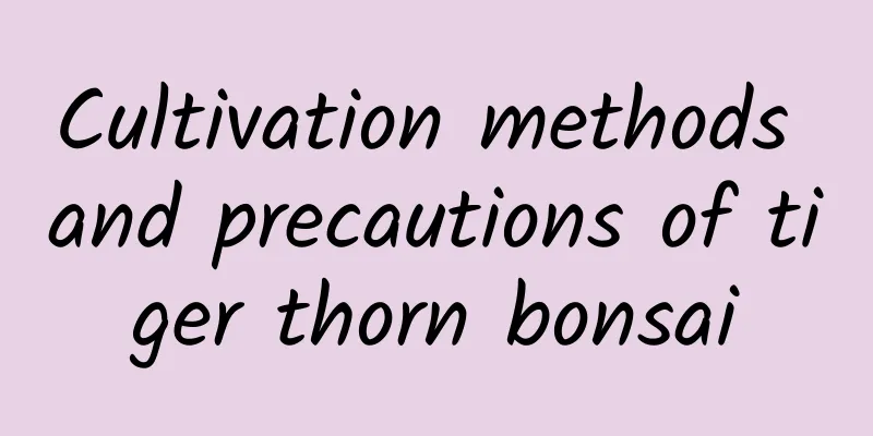 Cultivation methods and precautions of tiger thorn bonsai