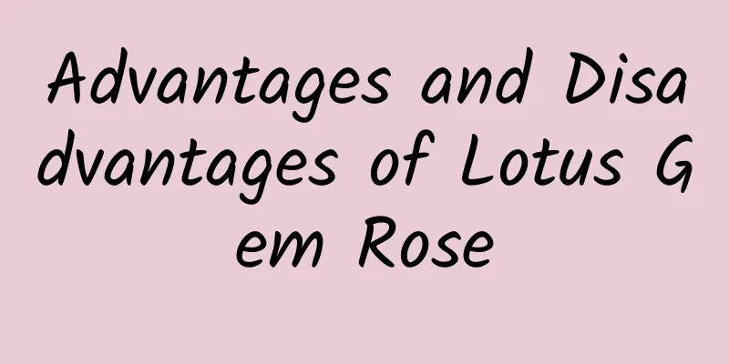 Advantages and Disadvantages of Lotus Gem Rose