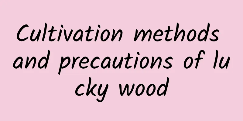 Cultivation methods and precautions of lucky wood