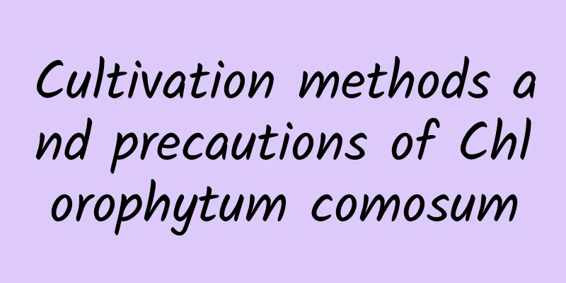 Cultivation methods and precautions of Chlorophytum comosum