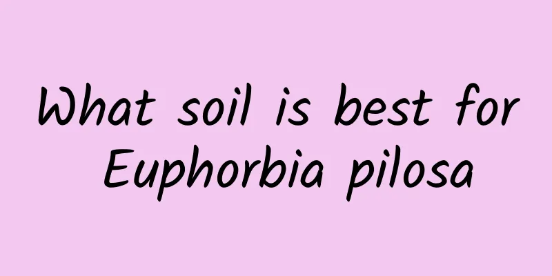 What soil is best for Euphorbia pilosa