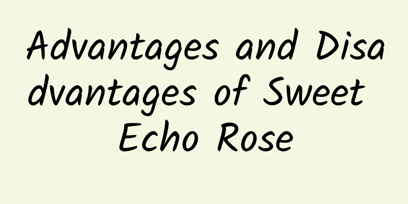 Advantages and Disadvantages of Sweet Echo Rose