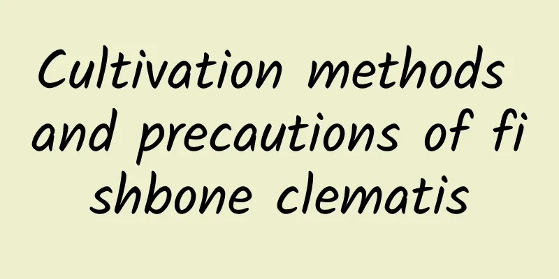 Cultivation methods and precautions of fishbone clematis