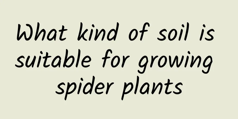 What kind of soil is suitable for growing spider plants