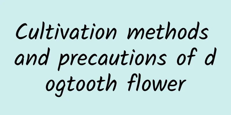 Cultivation methods and precautions of dogtooth flower