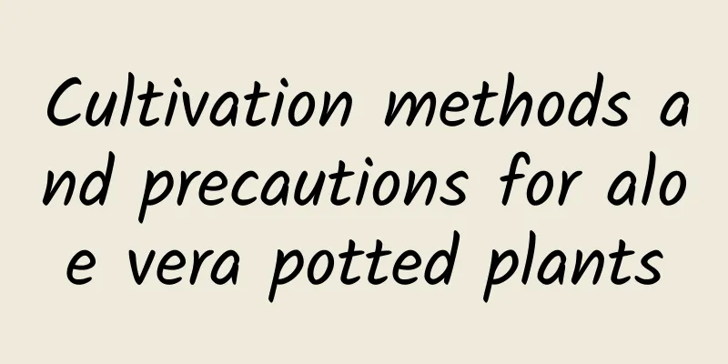 Cultivation methods and precautions for aloe vera potted plants