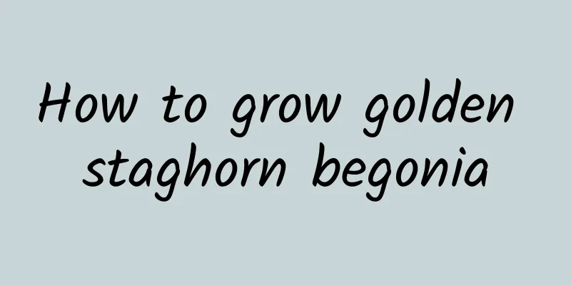 How to grow golden staghorn begonia