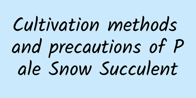 Cultivation methods and precautions of Pale Snow Succulent