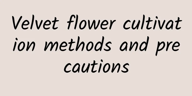 Velvet flower cultivation methods and precautions
