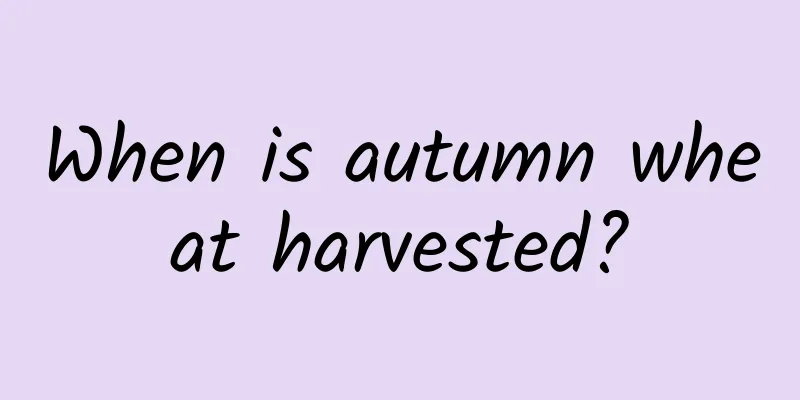 When is autumn wheat harvested?