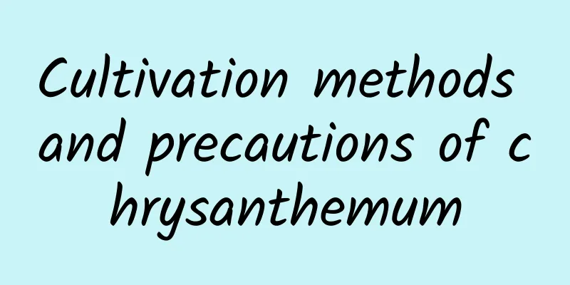Cultivation methods and precautions of chrysanthemum
