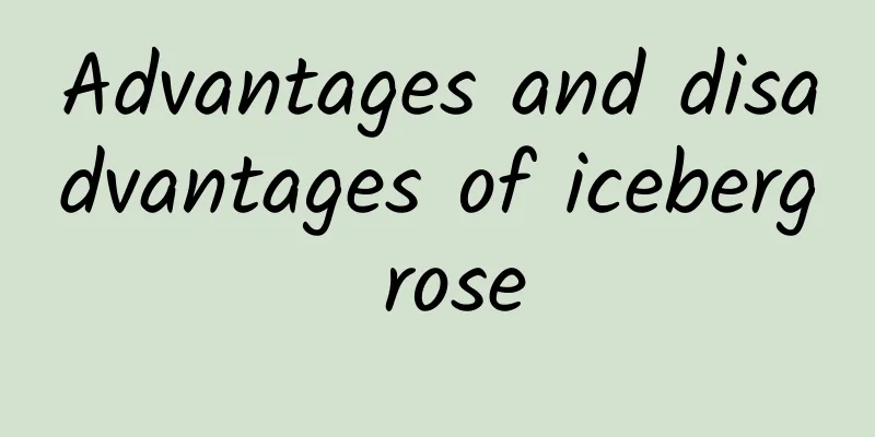 Advantages and disadvantages of iceberg rose