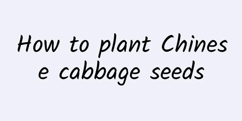 How to plant Chinese cabbage seeds