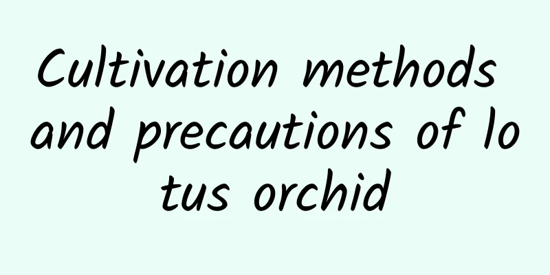 Cultivation methods and precautions of lotus orchid
