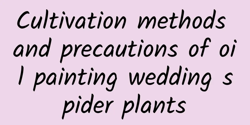 Cultivation methods and precautions of oil painting wedding spider plants
