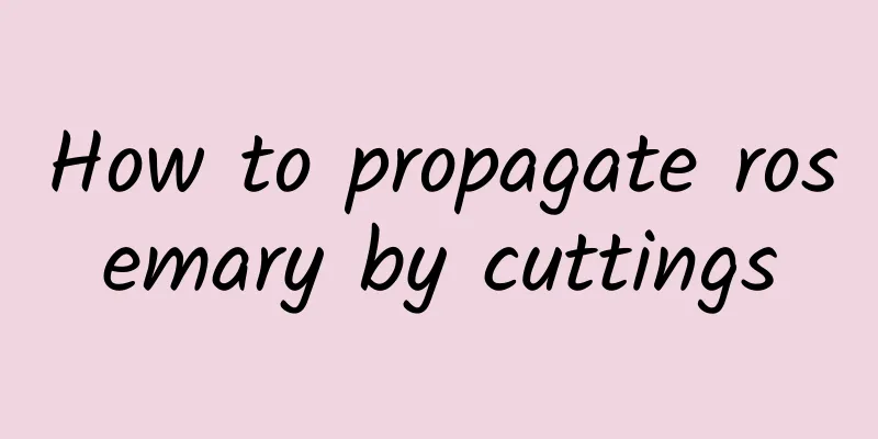 How to propagate rosemary by cuttings
