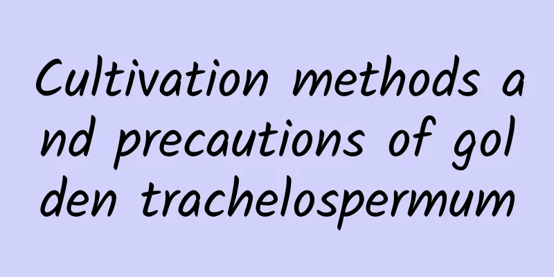 Cultivation methods and precautions of golden trachelospermum