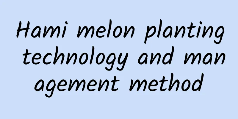 Hami melon planting technology and management method