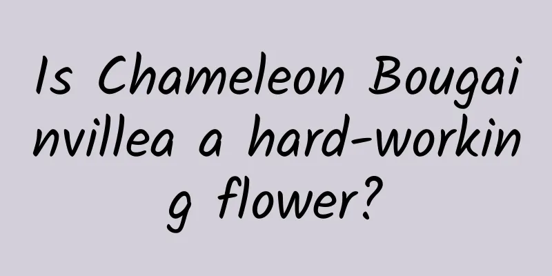 Is Chameleon Bougainvillea a hard-working flower?