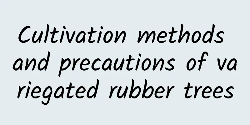 Cultivation methods and precautions of variegated rubber trees