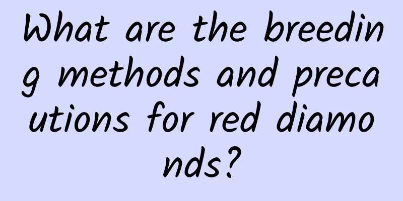 What are the breeding methods and precautions for red diamonds?