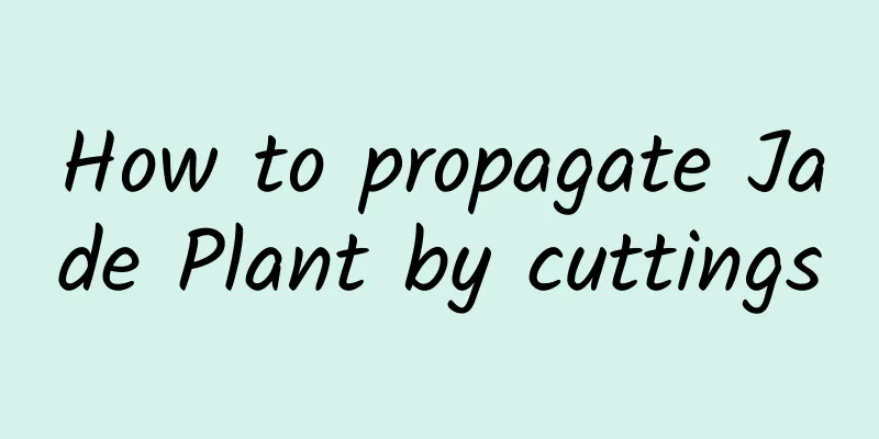 How to propagate Jade Plant by cuttings