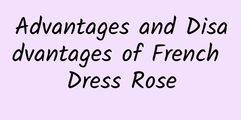 Advantages and Disadvantages of French Dress Rose