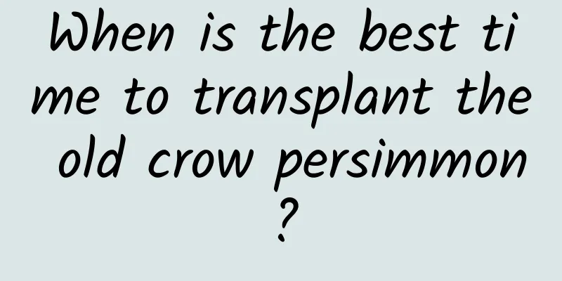 When is the best time to transplant the old crow persimmon?