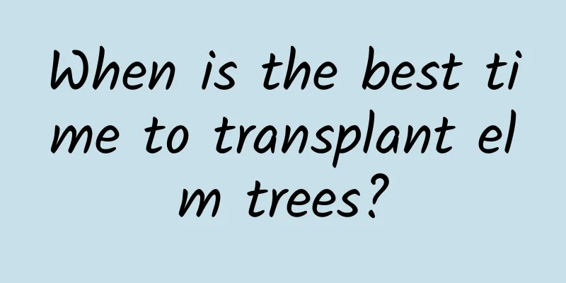 When is the best time to transplant elm trees?