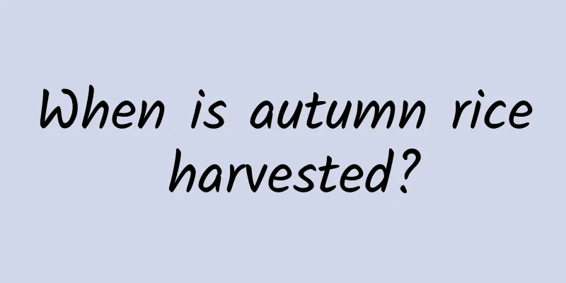 When is autumn rice harvested?