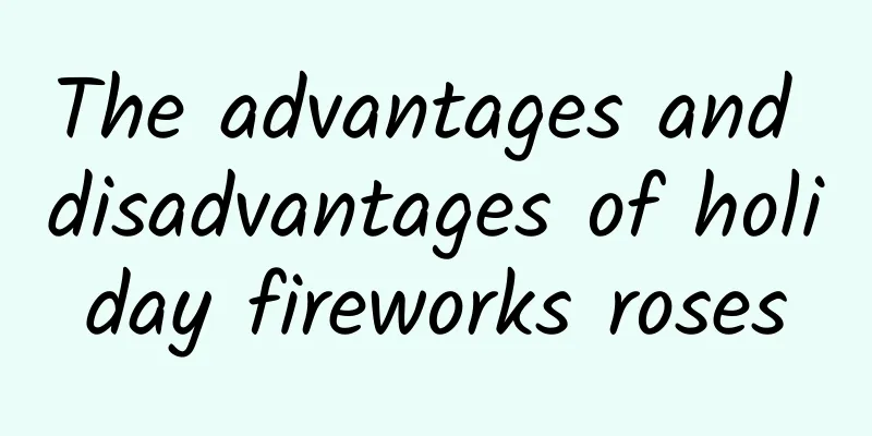 The advantages and disadvantages of holiday fireworks roses