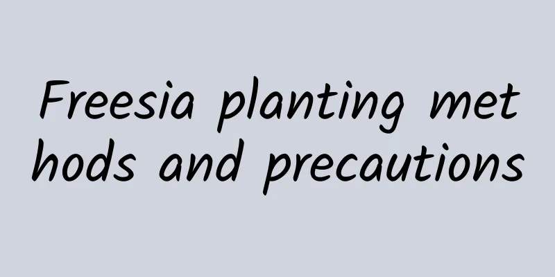 Freesia planting methods and precautions