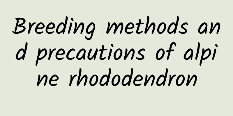 Breeding methods and precautions of alpine rhododendron