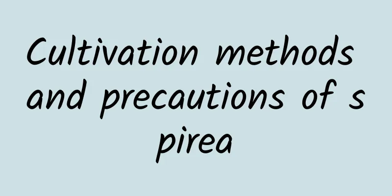 Cultivation methods and precautions of spirea