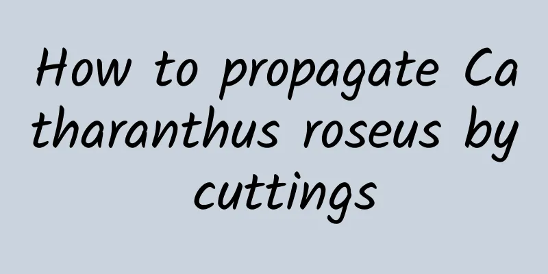 How to propagate Catharanthus roseus by cuttings