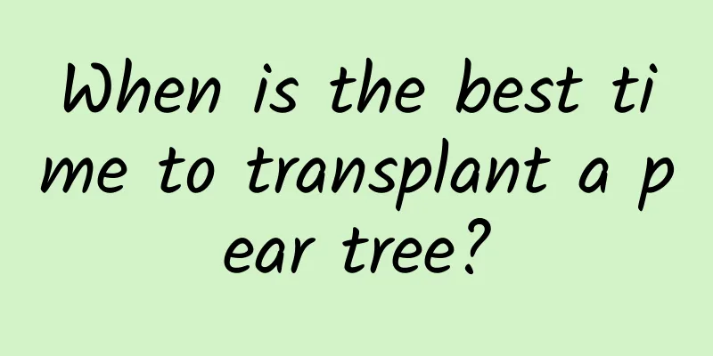 When is the best time to transplant a pear tree?
