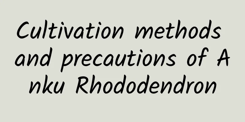 Cultivation methods and precautions of Anku Rhododendron