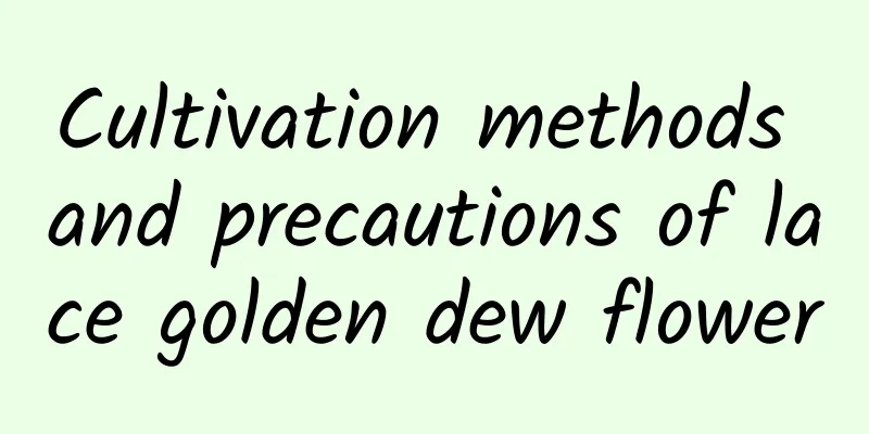 Cultivation methods and precautions of lace golden dew flower