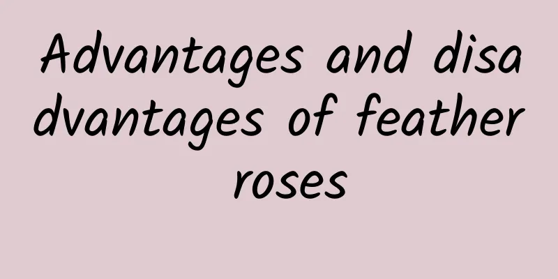 Advantages and disadvantages of feather roses